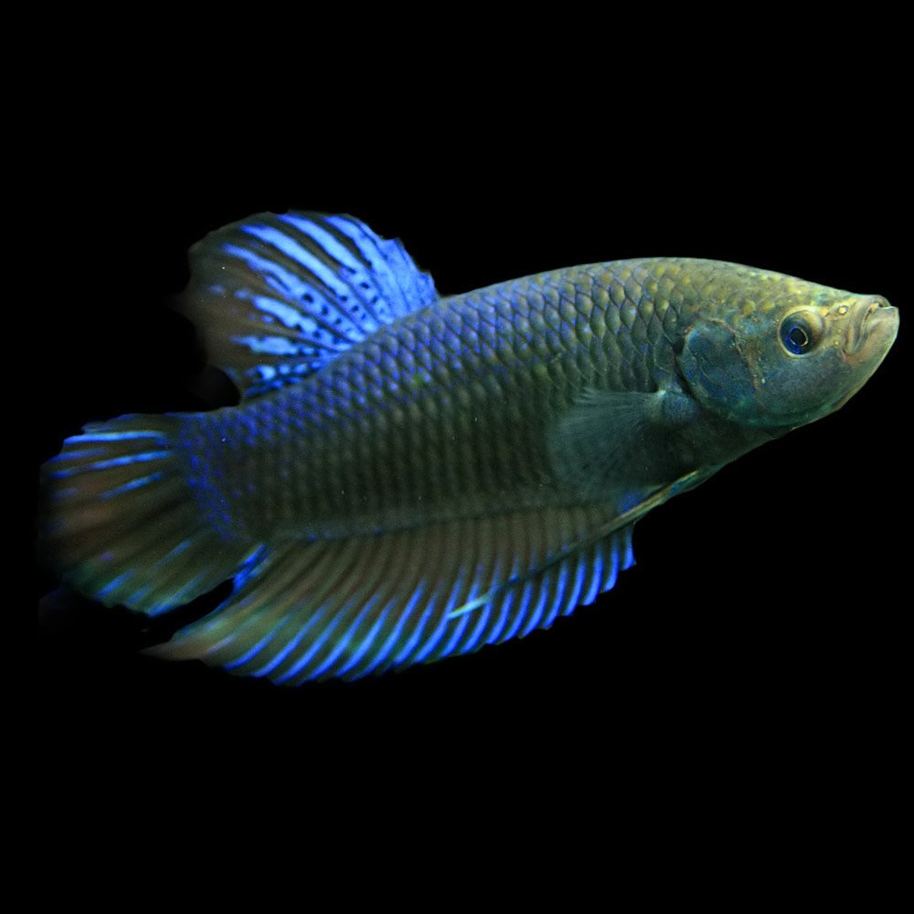 Amazon | (熱帯魚)ベタ プラガットジャンボ オス （約5-6cm） ＜1匹